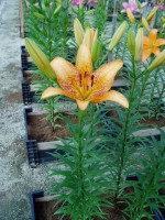 [1703 FunnyGirl VH No02.JPG]